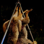 Tripod Hanger